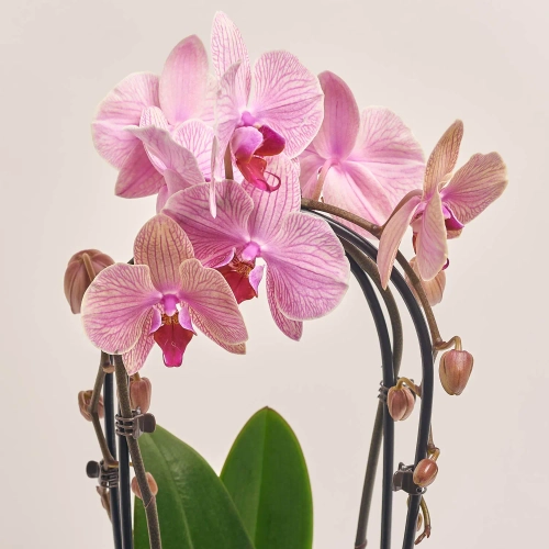 Зображення товару Фаленопсис каскад 2ст. мікс, артикул: 18513