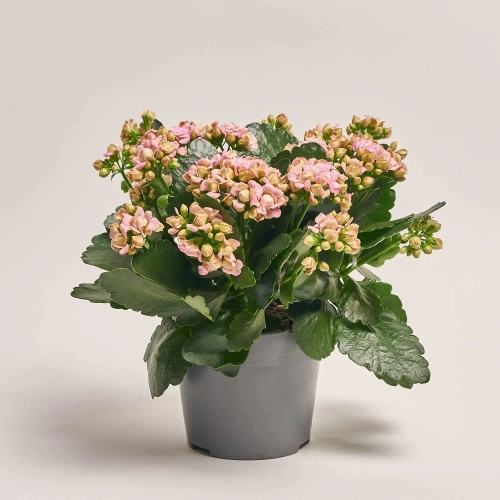 Зображення товару Каланхоє мікс, артикул: 1243