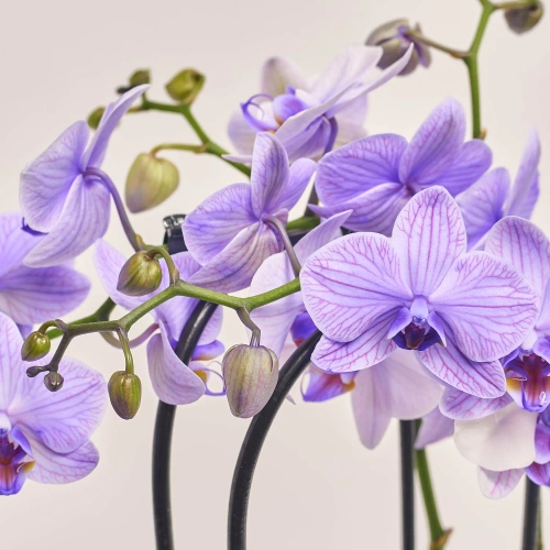 Зображення товару Фаленопсис фарб. каскад 2ст. мікс, артикул: 53484