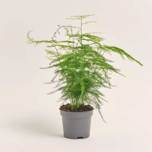 Зображення товару Аспарагус Сетацеус, артикул: 56677