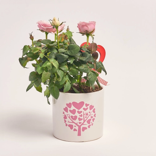 Троянда мікс в кер., артикул: 44643 Зображення товару Троянда мікс в кер., артикул: 44643