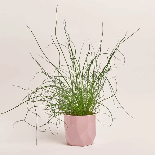 Юнкус Спіраліс та Кашпо Сет 342, артикул: 53737 Зображення товару Юнкус Спіраліс та Кашпо Сет 342, артикул: 53737