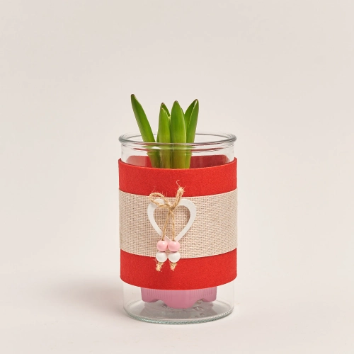 Гіацинт мікс у склі, артикул: 55683 Зображення товару Гіацинт мікс у склі, артикул: 55683