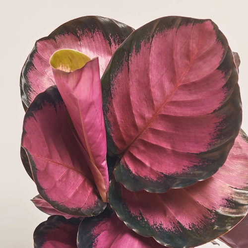 Зображення товару Калатея Місті Ред, артикул: 53416