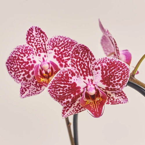 Зображення товару Фаленопсис Мф каскад 1ст. мікс в кер., артикул: 53169