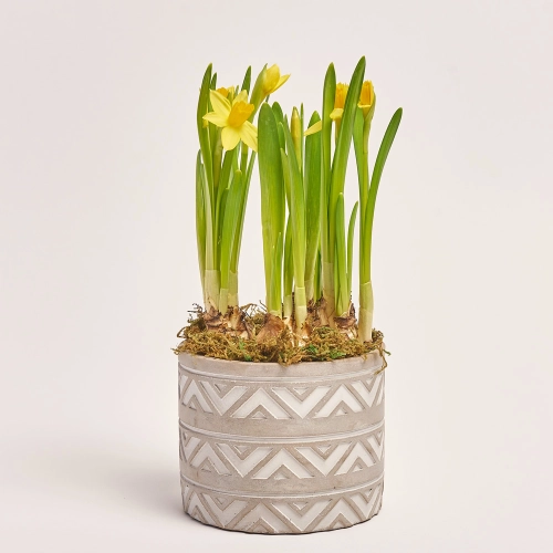 Нарцис Тет-а-тет в кер., артикул: 45720 Зображення товару Нарцис Тет-а-тет в кер., артикул: 45720