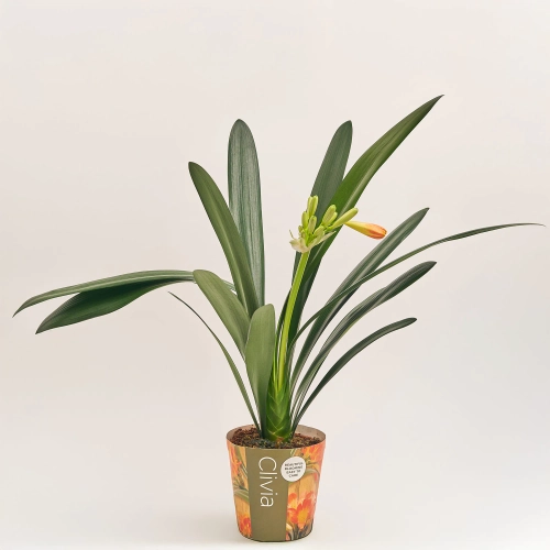 Зображення товару Клівія Мініата, артикул: 52802