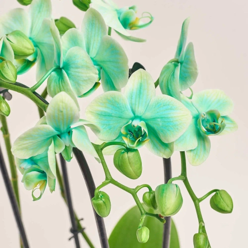 Зображення товару Фаленопсис фарб. каскад 2ст. мікс, артикул: 53484