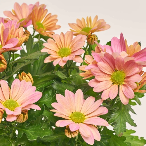 Хризантема Маргаріта, артикул: 37720 Зображення товару Хризантема Маргаріта, артикул: 37720