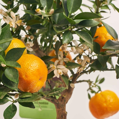 Зображення товару Цитрофортунелла Чінотто мандарин, артикул: 56883