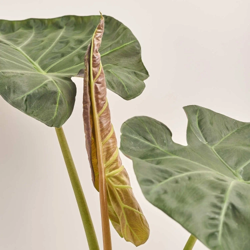 Зображення товару Алоказія Анторо Вельвет, артикул: 50049