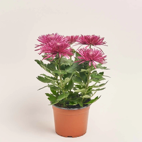 Хризантема Анастасія, артикул: 40193 Зображення товару Хризантема Анастасія, артикул: 40193