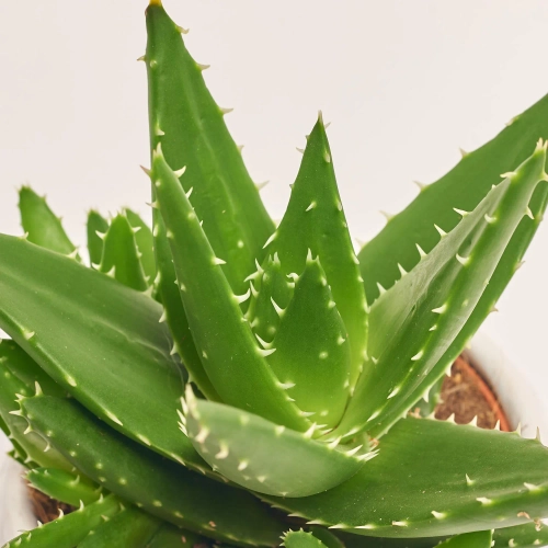 Зображення товару Сукулент мікс, артикул: 5756