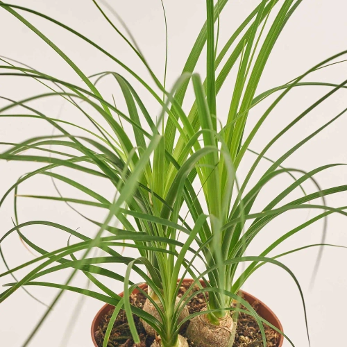 Зображення товару Ноліна Рекурвата, артикул: 54987