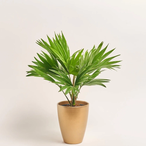 Зображення товару Лівістона Ротундіфолія в кер., артикул: 57158