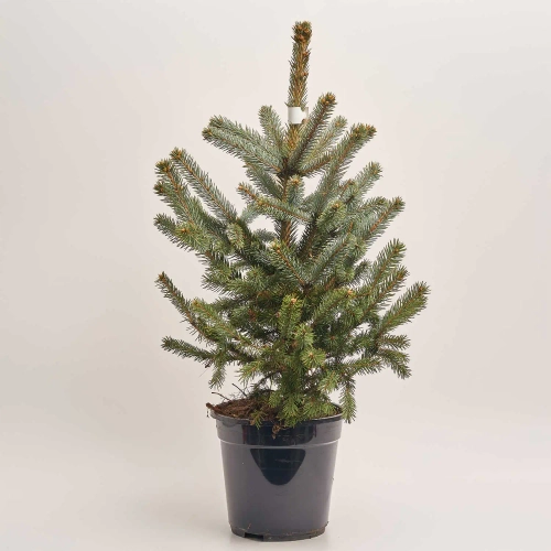 Зображення товару Ялина Супер Блу, артикул: 54059