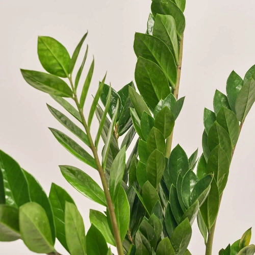 Зображення товару Заміокулькас 6ст., артикул: 18389