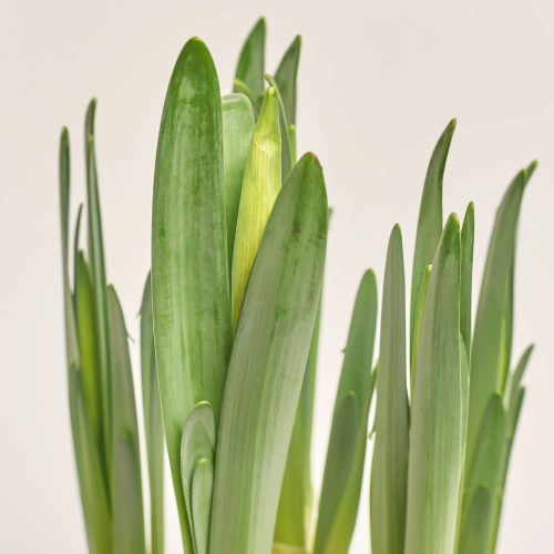 Зображення товару Нарцис мікс, артикул: 57142