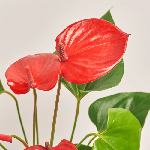 Зображення товару Антуріум мікс, артикул: 1174