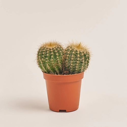 Нотокактус, артикул: 35771 Зображення товару Нотокактус, артикул: 35771