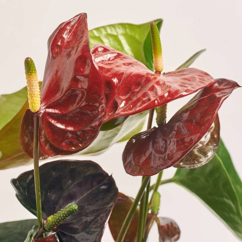 Зображення товару Антуріум Транквілло, артикул: 57433