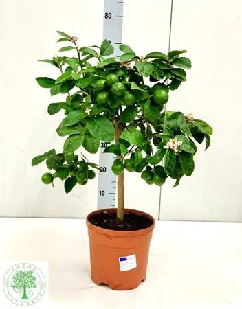 Зображення товару Цитрофортунелла Мейера Лайм, артикул: 54574