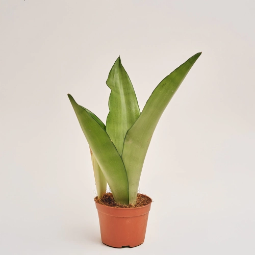 Зображення товару Сансевієрія Муншайн, артикул: 52757