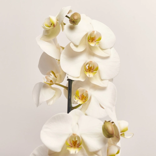 Фаленопсис та Кашпо Сет 225, артикул: 53726 Зображення товару Фаленопсис та Кашпо Сет 225, артикул: 53726