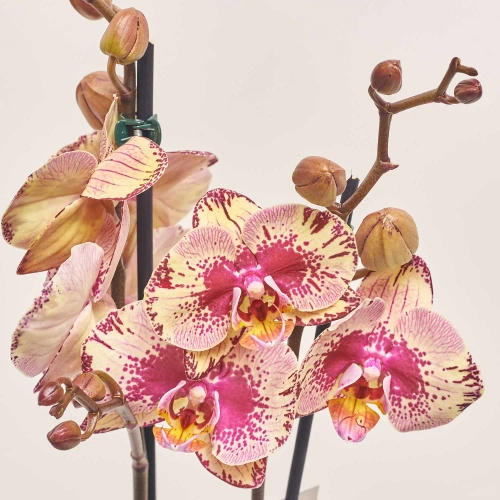 Зображення товару Фаленопсис 2ст. мікс, артикул: 25844