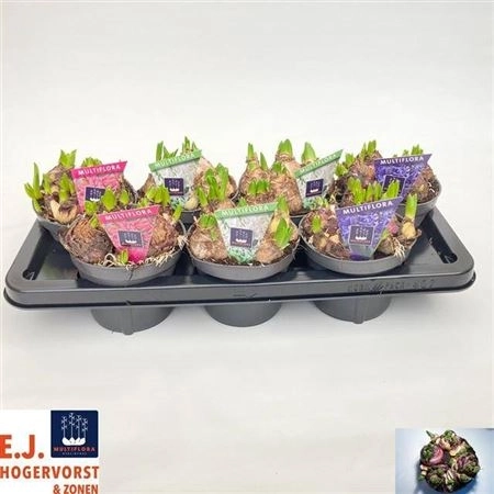 Гіацинт Мультифлора мікс, артикул: 46440 Зображення товару Гіацинт Мультифлора мікс, артикул: 46440