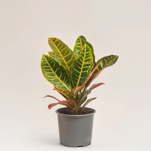 Кротон Петра, артикул: 35948 Зображення товару Кротон Петра, артикул: 35948