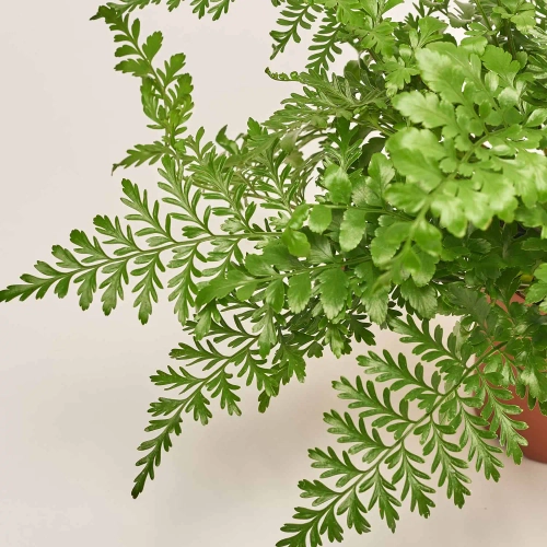 Зображення товару Аспленіум Парваті, артикул: 50876