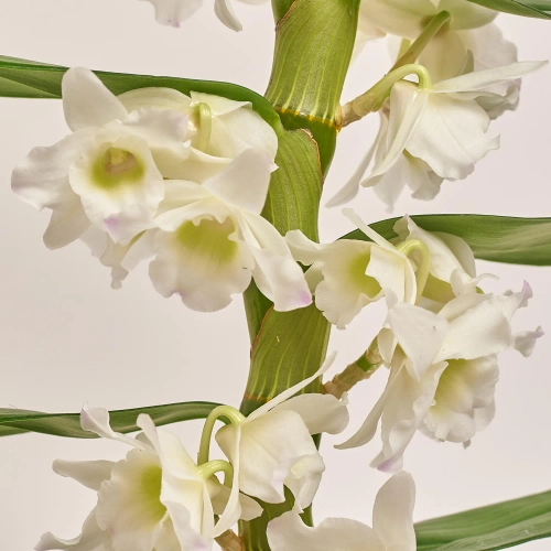 Дендробіум Аполлон 1ст., артикул: 18421 Зображення товару Дендробіум Аполлон 1ст., артикул: 18421