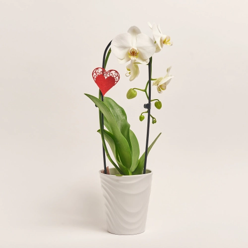 Зображення товару Фаленопсис каскад 1ст. мікс в кер., артикул: 55295