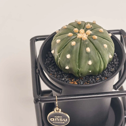 Зображення товару Гімнокаліциум Ексклюзив мікс, артикул: 54598