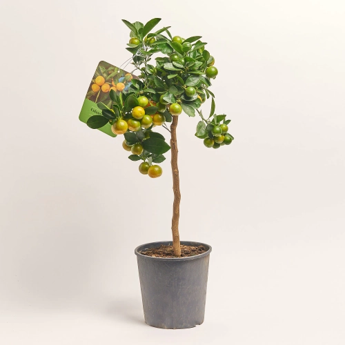 Зображення товару Цитрофортунелла Мікрокарпа мандарин, артикул: 35372