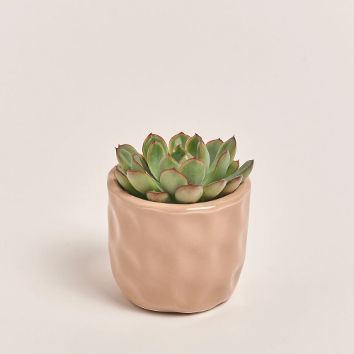 Зображення товару Сукулент мікс в кер., артикул: 22213