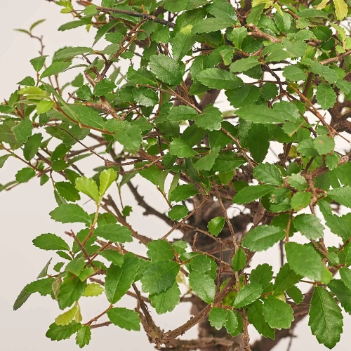 Бонсай в кер., артикул: 25670 Зображення товару Бонсай в кер., артикул: 25670