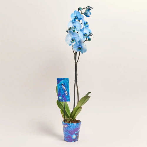 Зображення товару Фаленопсис фарб. 1ст. блакинтий, артикул: 48271