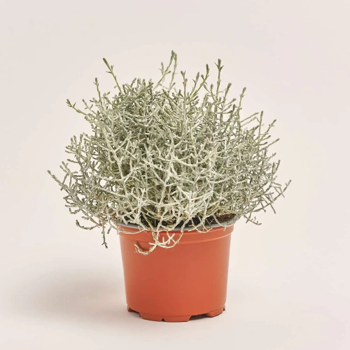 Леукофіта Брауні, артикул: 33152 Зображення товару Леукофіта Брауні, артикул: 33152