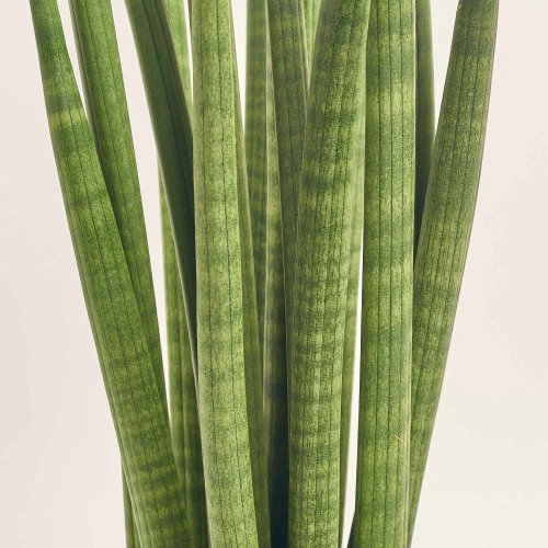 Зображення товару Сансевієрія Циліндріка, артикул: 56048