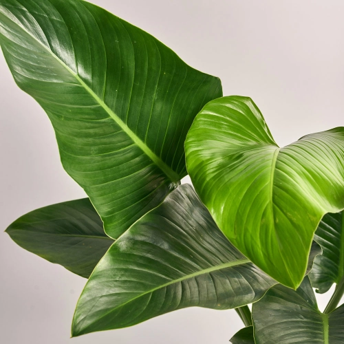 Зображення товару Філодендрон Грін Б'юті, артикул: 45201