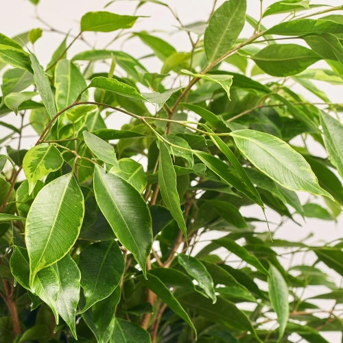 Фікус бе Анастасія, артикул: 41246 Зображення товару Фікус бе Анастасія, артикул: 41246