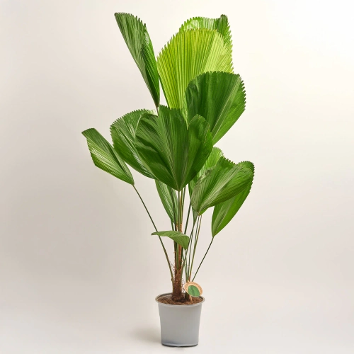 Зображення товару Лікуала, артикул: 52524