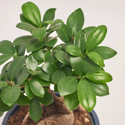 Фікус мікрокарпа Гінсенг в кер., артикул: 43016 Зображення товару Фікус мікрокарпа Гінсенг в кер., артикул: 43016