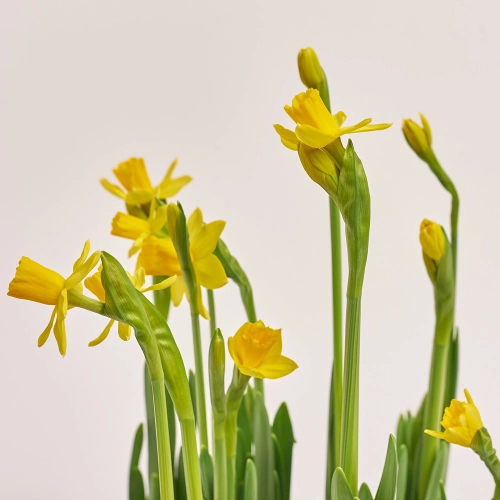 Нарцис Тет-а-Тет у дерев'яному горщику, артикул: 44002 Зображення товару Нарцис Тет-а-Тет у дерев'яному горщику, артикул: 44002