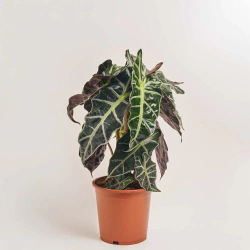 Алоказія Поллі 2ст., артикул: 50050 Зображення товару Алоказія Поллі 2ст., артикул: 50050