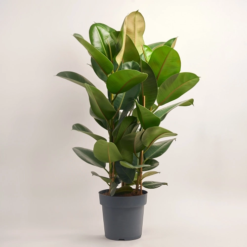 Фікус ел Робуста 3ст., артикул: 41171 Зображення товару Фікус ел Робуста 3ст., артикул: 41171