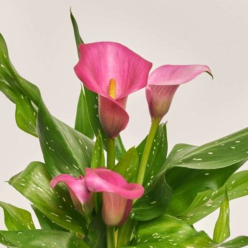 Зображення товару Зантедескія Зазу, артикул: 55583