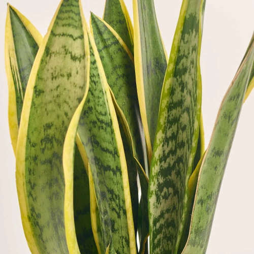 Зображення товару Сансевієрія Лауренті, артикул: 1395